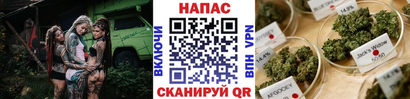 Каннабис планчик Невель